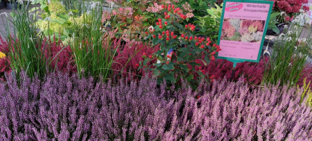 Sommerblumen Gärtnerei