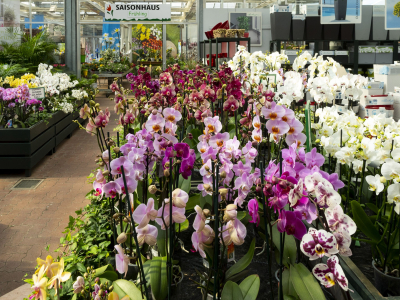 Orchideen