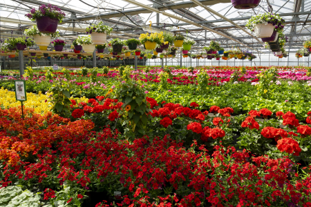 Sommerblumen Gärtnerei